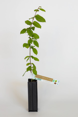 Trüffelpflanze aus Hainbuche (Carpinus betulus) mit Mykorrhiza der weißen Trüffel (Tuber magnatum) Trüffelpflanze aus Hainbuche (Carpinus betulus) mit Mykorrhiza der weißen Trüffel (Tuber magnatum)