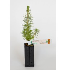 Plant de pin maritime producteur de bolets jaunes (Pinus pinaster mycorhizé avec Suillus Luteus)
