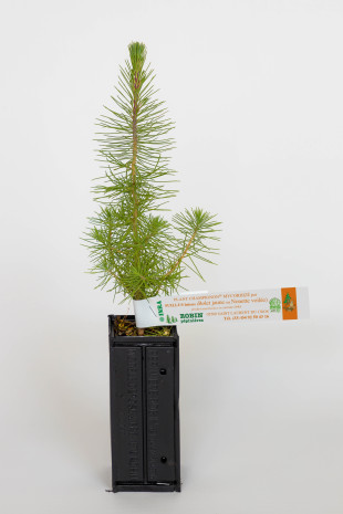 Plant de pin maritime producteur de bolets jaunes (Pinus pinaster mycorhizé avec Suillus Luteus)