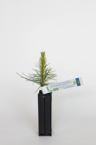 Pilzpflanze aus österreichischer Schwarzkiefer (Pinus nigra austriaca) mit Mykorrhiza aus Milchling (Lactarius deliciosus)