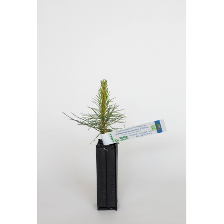 Plant champignon de pin noir d'autriche (pinus nigra austriaca) mycorhizé lactaire délicieux (lactarius deliciosus)