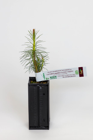 Plant champignon de pin sylvestre (pinus sylvestris) mycorhizé lactaire sanguin (lactarius sanguifluus)
