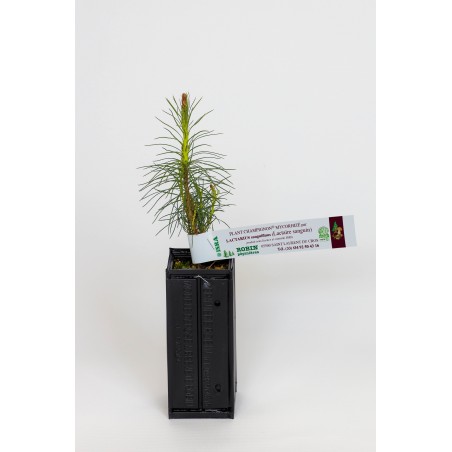 pianta funghi di pino silvestre (pinus sylvestris) micorrizzata con sanguinello (Lactarius sanguifluus)