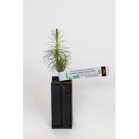 Planta de pino silvestre productora de lácteo sanguineo (Pinus sylvestris micorriza con Lactarius sanguifluus)