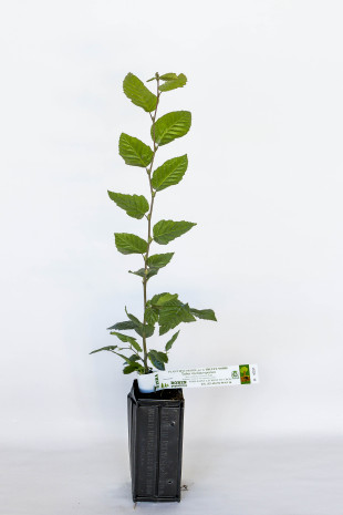 Plant truffier de charme commun (carpinus betulus) mycorhizé truffe noire du Périgord (tuber melanosporum)