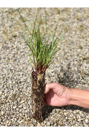 Jeune plant de Beauche (Calamagrostis argentea)