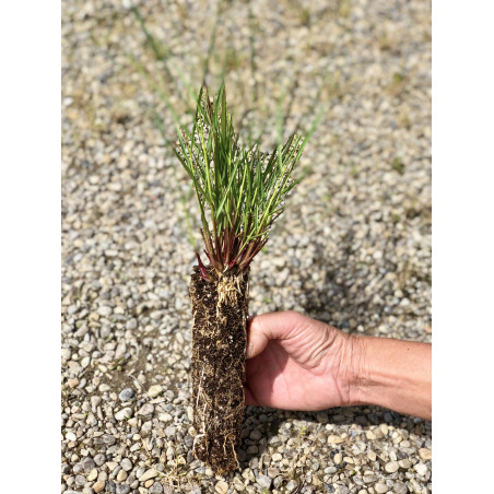 Giovane pianta di Calamagrostis argento (Calamagrostis argentea)