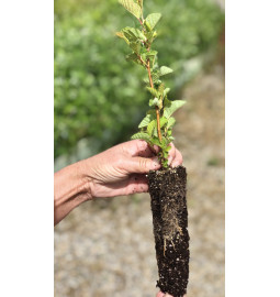 Young plant of Grey alder (Alnus incana) endomycorrhized