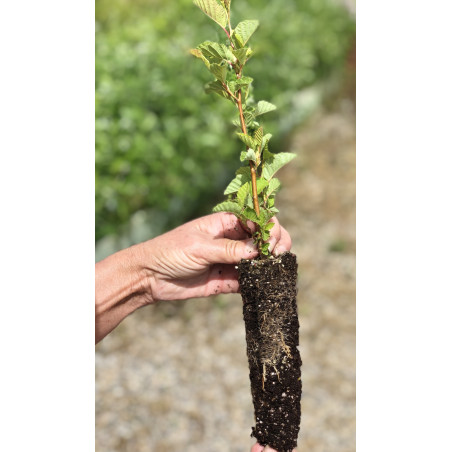 Jeune plant d'Aulne blanc (Alnus incana) endomycorhizé