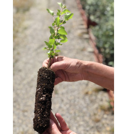 Young plant of Italian alder (Alnus cordata) endomycorrhized