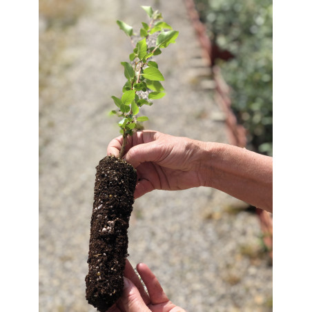 Jeune plant d'Aulne de Corse (Alnus cordata) endomycorhizé