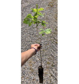 Jeune plant de Chêne pedonculé (Quercus pedunculata)
