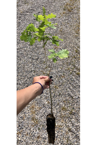 Jeune plant de Chêne pedonculé (Quercus pedunculata)