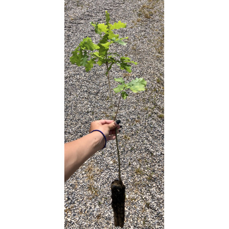 Young plant of European oak (Quercus pedunculata)