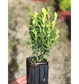 Jeune plant de Buis commun (Buxus sempervirens)