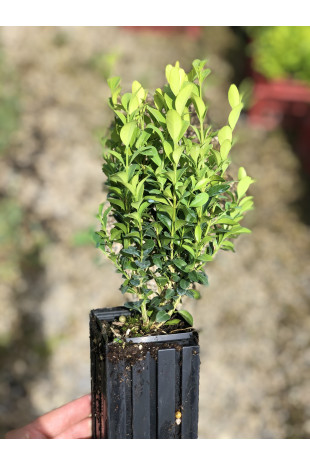 Giovane pianta di Bosso comune (Buxus sempervirens)