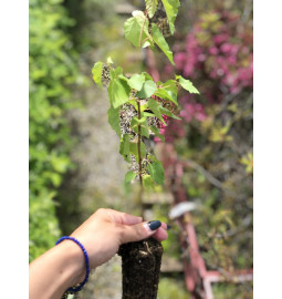 Giovane pianta di Betulla verrucosa (Betula verrucosa)