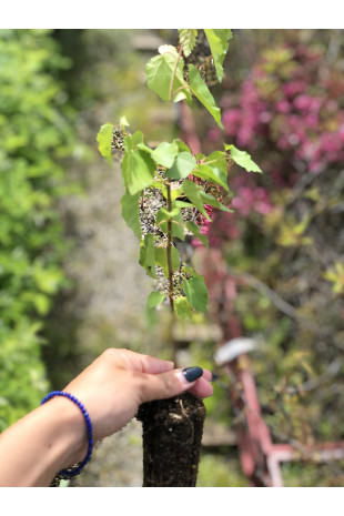 Giovane pianta di Betulla verrucosa (Betula verrucosa)