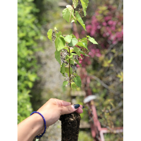 Young plant of Warty birch (Betula verrucosa)