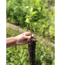 Young plant of Common hornbeam (Carpinus betulus)