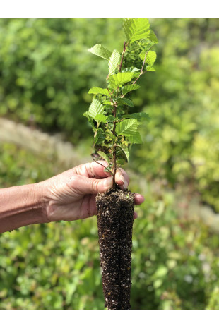 Giovane pianta de Carpino bianco (Carpinus betulus)