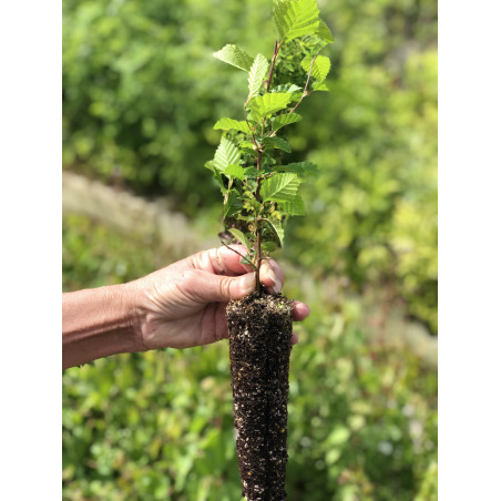 Jeune plant de Charme commun (Carpinus betulus)