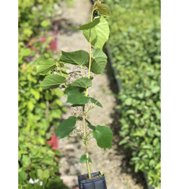 Young plant of small-leafed lime (Tilia cordata)