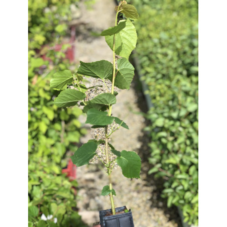 Young plant of small-leafed lime (Tilia cordata)