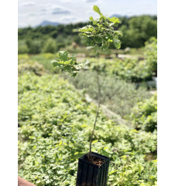 Jeune plant de Chene pubescens (Quercus pubescens)