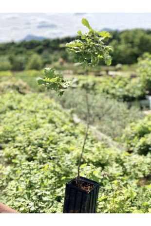 Jeune plant de Chene pubescens (Quercus pubescens)