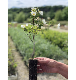 Young plant of Burnet rose (Rosa pimpinellifolia)
