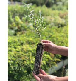 HIGH PERFORMANCE® Sea Buckthorn Mycorrhizal Plant