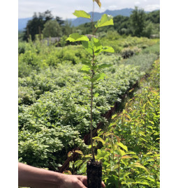 Young plant of Bird cherry (Prunus avium)