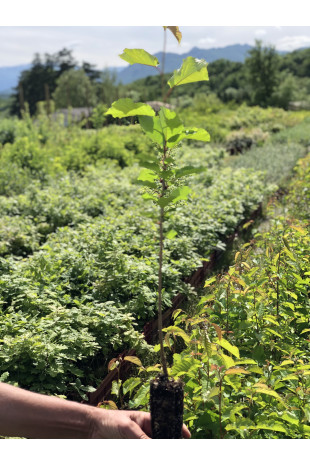Young plant of Bird cherry (Prunus avium)