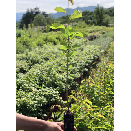 Young plant of Bird cherry (Prunus avium)