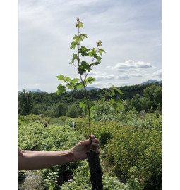 Giovane pianta di Acero campestre (Acer campestre)