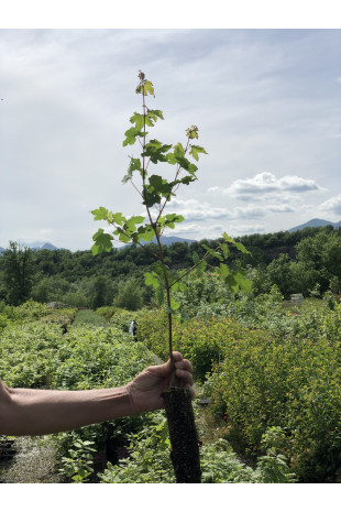 Giovane pianta di Acero campestre (Acer campestre)