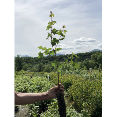 Giovane pianta di Acero campestre (Acer campestre)