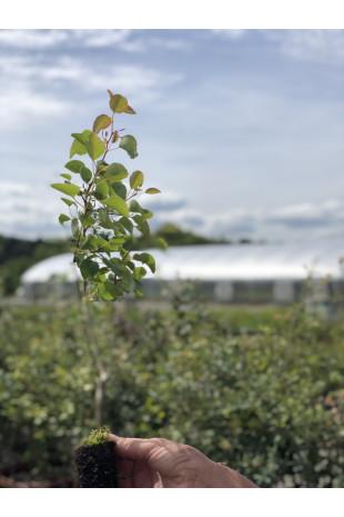 Jeune plant de Poirier commun (Pyrus communis)