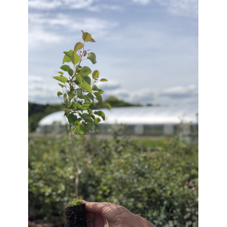 Giovane pianta di Pero comune (Pyrus communis)