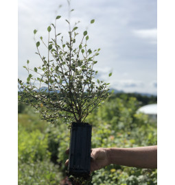 Jeune plant de Cotonéaster de franchet (Cotoneaster franchetii)