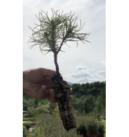 Young plant of Corsican black pine (Pinus laricio "Corsicana")