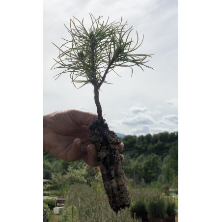 Jeune plant de Pin de Corse (Pinus laricio "Corsicana")