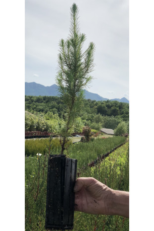 Giovane pianta di Pino d'Aleppo (Pinus halepensis)