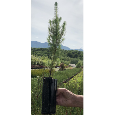Jeune plant de Pin d'Alep (Pinus halepensis)
