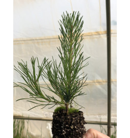 Jeune plant de Pin à crochets (Pinus uncinata)
