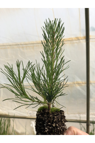 Giovane pianta di Pino uncinato (Pinus uncinata)