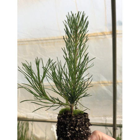 Young plant of Hooked Pine (Pinus uncinata)