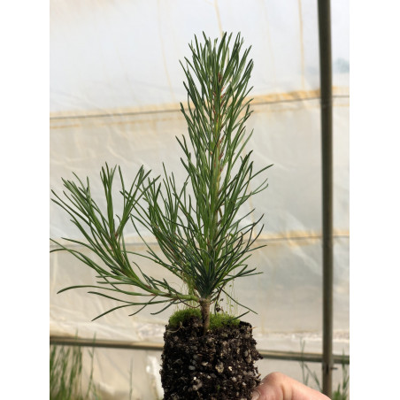 Giovane pianta di Pino uncinato (Pinus uncinata)