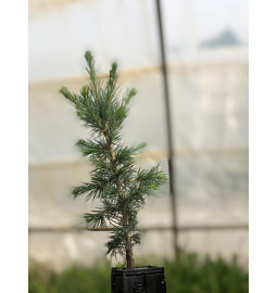 Jeune plant de Cèdre de l'Atlas (Cedrus atlantica)